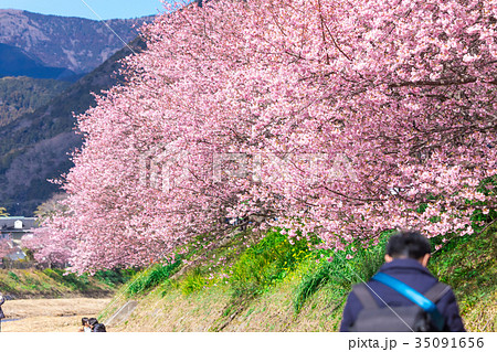 河津桜 桜 早咲きの桜 伊豆 静岡 さくら サクラ 画像素材 コピースペース 背景素材 文字入れ 河津桜 桜 早咲きの桜 伊豆 静岡 さくら サクラ 画像素材 コピースペース 背景素材 文字入れ 35091656