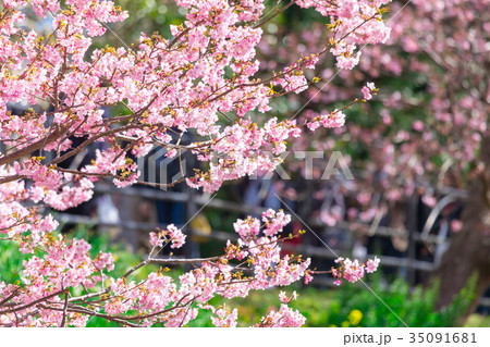 河津桜 桜 早咲きの桜 伊豆 静岡 さくら サクラ 画像素材 コピースペース 背景素材 文字入れ 河津桜 桜 早咲きの桜 伊豆 静岡 さくら サクラ 画像素材 コピースペース 背景素材 文字入れ 35091681