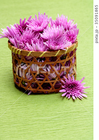 食用菊 食用菊 35091865