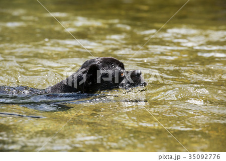 川で泳ぐ2歳のパグ 35092776
