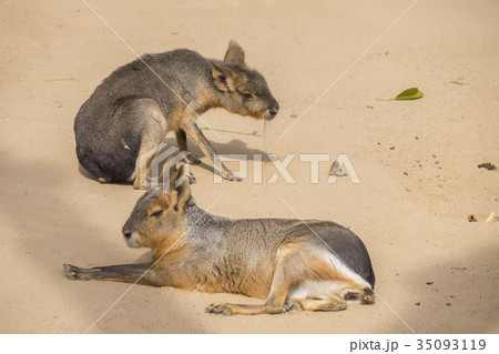 Two Mara resting on the sand, Dolichotis patagona 35093119