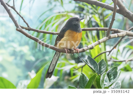 White-Rumped Shama , Turdidae 35093142