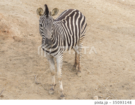 Zebra Chapman, Equus Burchelli Chapmani Zebra Chapman, Equus Burchelli Chapmani 35093148
