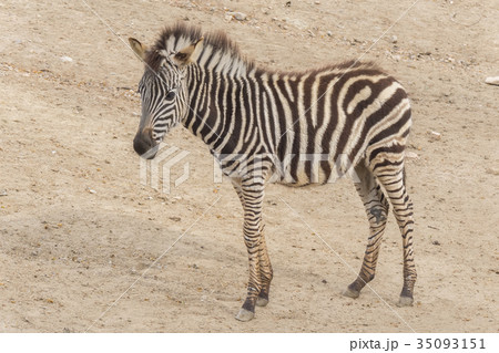 Young Zebra Chapman, Equus Burchelli Chapmani 35093151