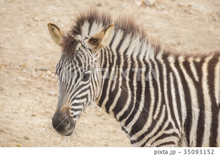 Young Zebra Chapman, Equus Burchelli Chapmani 35093152