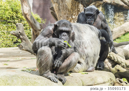Group of entertaining chimpanzees 35093173