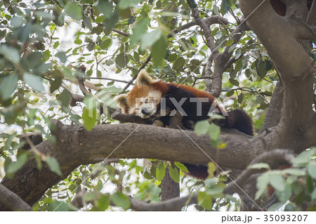 Red panda sleeping , Ailurus fulgens Red panda sleeping , Ailurus fulgens 35093207