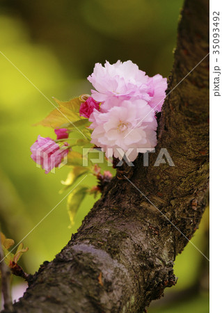 八重桜 35093492