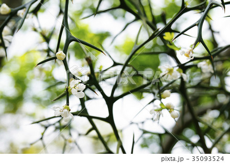 カラタチ 35093524