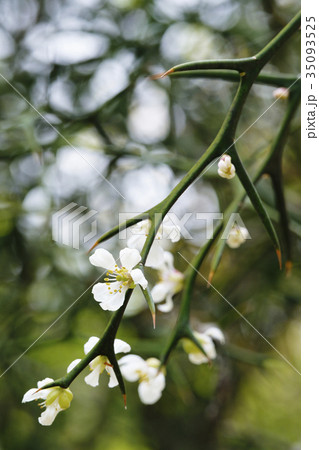 カラタチ 35093525