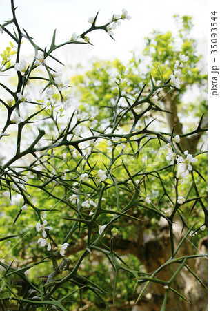 カラタチ 35093544