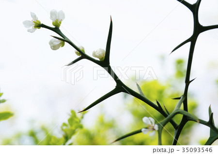 カラタチ 35093546