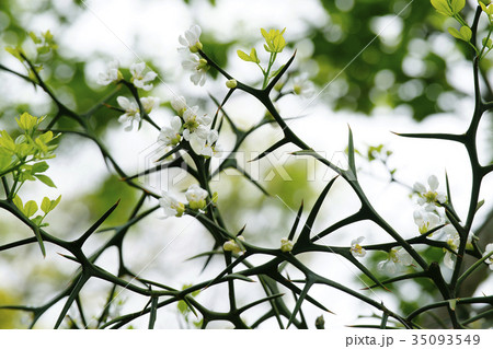 カラタチ 35093549