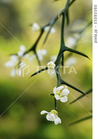 カラタチ 35093560