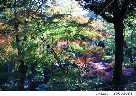 幻想の森 幻想の森 35093632