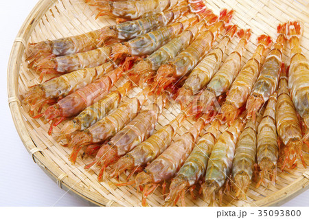 もさえび　食材 35093800