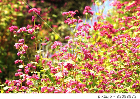 赤そばの花 35093975