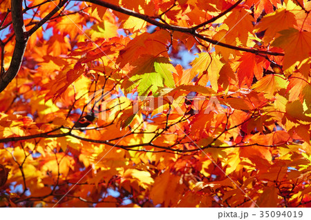 紅葉のグラデーション ハウチワカエデ 紅葉のグラデーション ハウチワカエデ 35094019