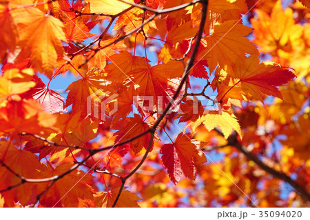 紅葉のグラデーション　ハウチワカエデ 35094020