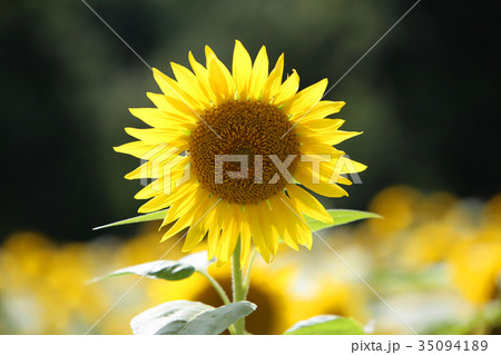 ひまわり 35094189