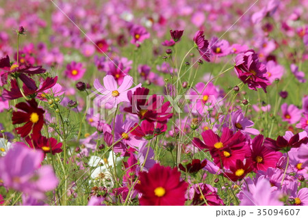 コスモス コスモス 35094607