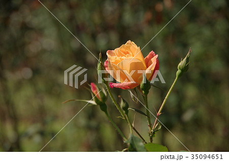 オレンジ色のバラ 冬薔薇 ふゆそうび の写真素材