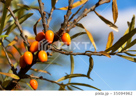 Hippophae rhamnoides - common sea buckthorn shrub 35094962