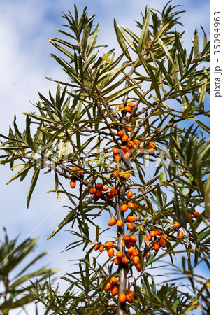 Hippophae rhamnoides - common sea buckthorn shrub Hippophae rhamnoides - common sea buckthorn shrub 35094963