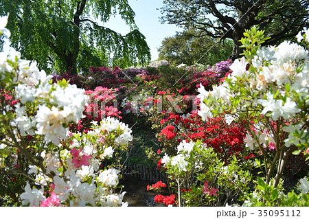 藤　あしかがフラワーパーク 35095112