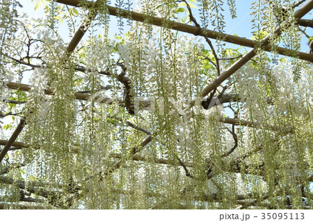 藤　あしかがフラワーパーク 35095113