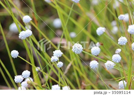シラタマホシクサ 35095114