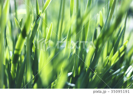 Fresh green grass closeup. Soft Focus. Nature 35095191
