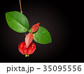 Malaysian star gooseberry isolated 35095556