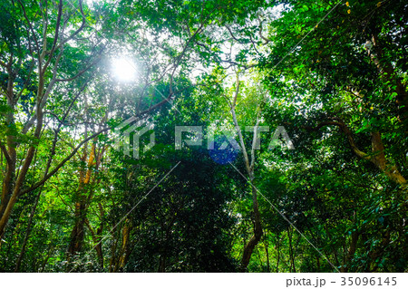 Green leaf tree garden with light 35096145