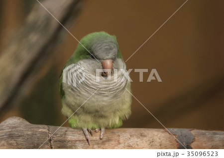 A small bird on a branch A small bird on a branch 35096523