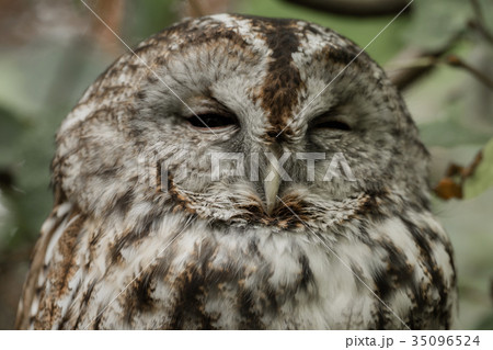 A head from the owl A head from the owl 35096524