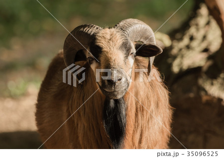 A goat looks into the camera 35096525