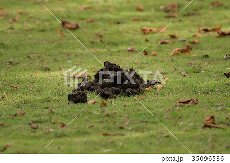 A heap of donkey dung on the meadow A heap of donkey dung on the meadow 35096536
