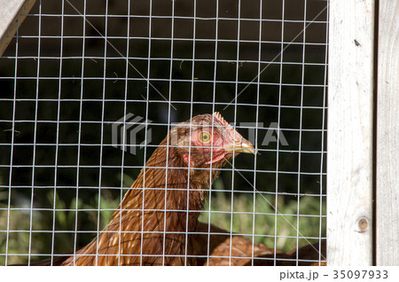 Caged Chickens rural farm 35097933