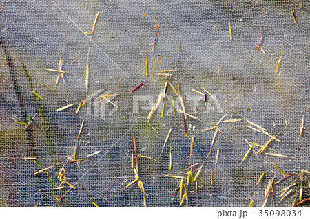 Wild Rice Harvest Saskatchewan Wild Rice Harvest Saskatchewan 35098034