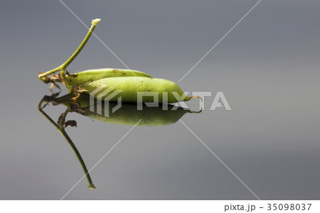 Pea Crop Harvest Pea Crop Harvest 35098037