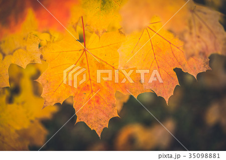 Autumn dry yellow maple leafs close up with 35098881