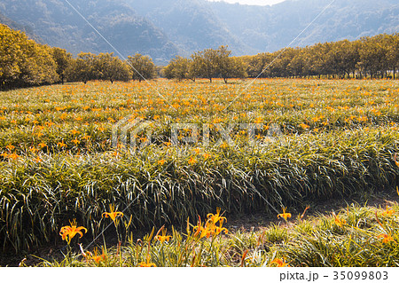 ニッコウキスゲ キスゲ デイリリー 35099803