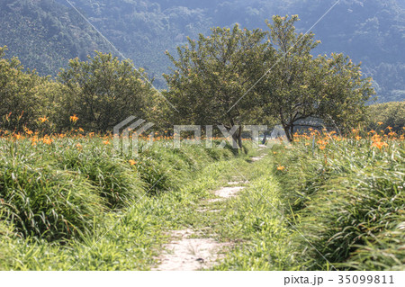 ニッコウキスゲ キスゲ デイリリー 35099811