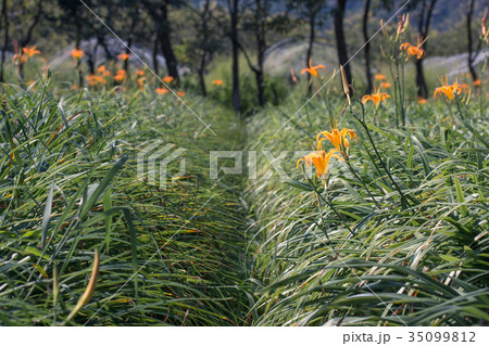 ニッコウキスゲ キスゲ デイリリー 35099812