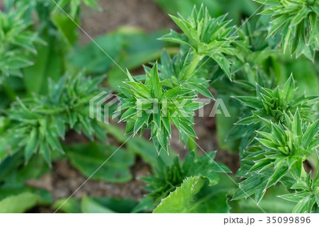 Culantro Flower Culantro Flower 35099896