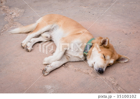 sleeping dog on cement floor sleeping dog on cement floor 35100102