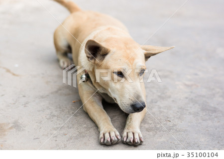 sleeping dog on cement floor sleeping dog on cement floor 35100104