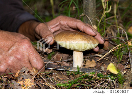 The search for mushrooms in the woods. 35100637