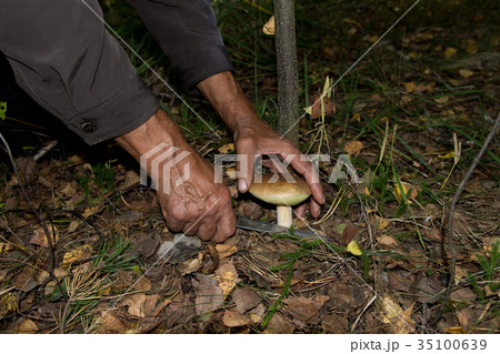 The search for mushrooms in the woods. The search for mushrooms in the woods. 35100639